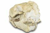 Fossil Oreodont (Merycoidodon) Skull - South Dakota #285131-6